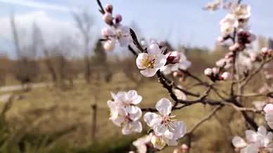 4k微距实拍北方春天盛开的白色小花视频的预览图